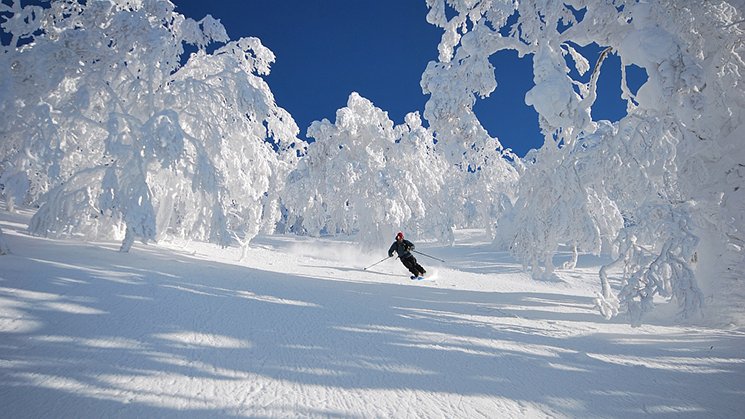 Powder all over in Japan