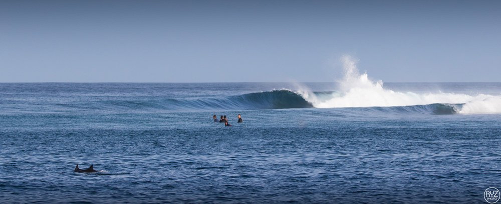 see dolphins while surfing