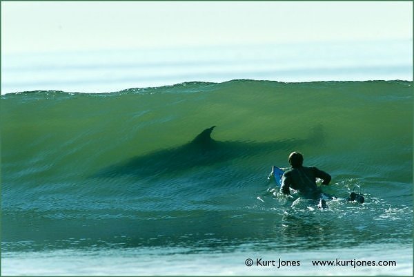 Shark in the lineup