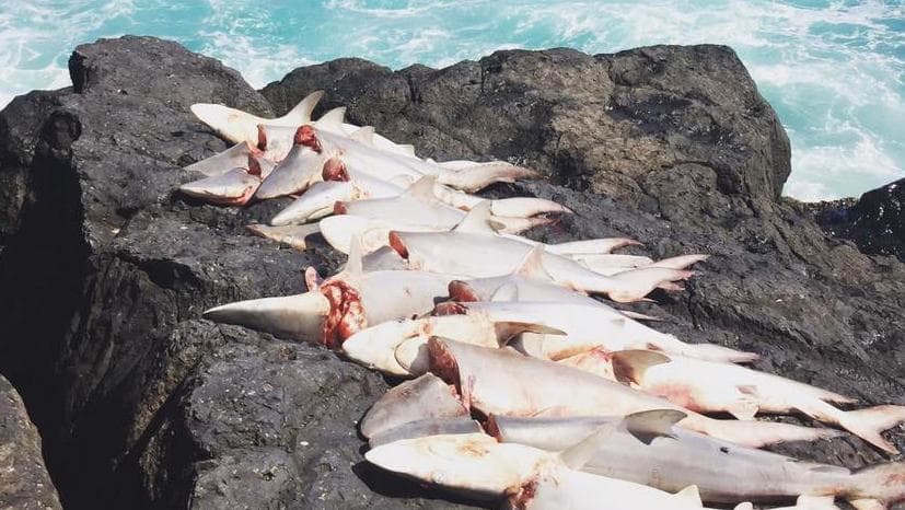 Shark culling Australia