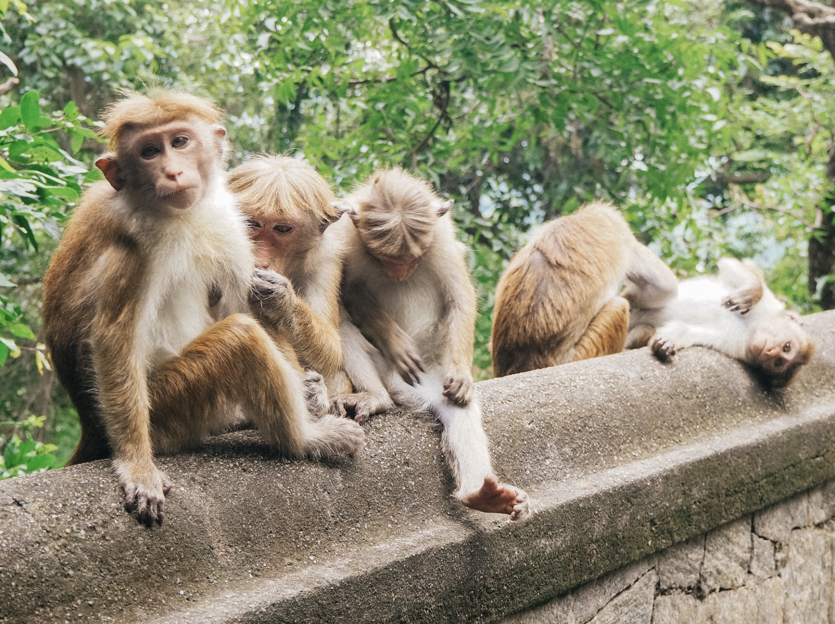Wildlife Sri Lanka